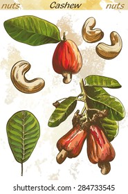 cashew set of vector sketches on an abstract background