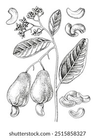 Cashew tree branch with nuts