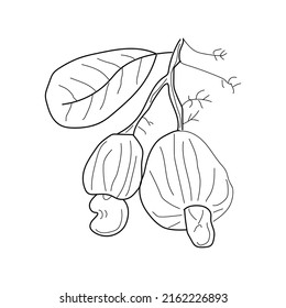 Cashew Tree Handdrawn Vector Illustration Isolated Stock Vector ...