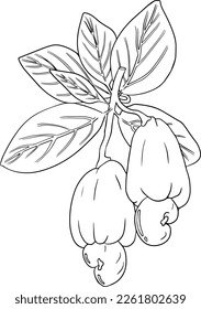 Cashew. Vector hand drawn nuts. Coloring pages with different sort of nuns.