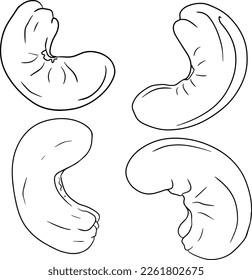 Cashew. Nueces dibujadas a mano por vectores. Colorear páginas con diferentes clases de monjas.