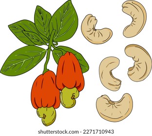 Cashew. Vector hand drawn nuts. Colored illustration with different sort of nuns.