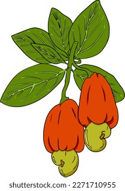 Cashew. Vector hand drawn nuts. Colored illustration with different sort of nuns.