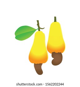 cashew, vector illustration, white background
