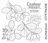cashew vector set on white background