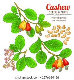 Cashew Vector Set On White Background