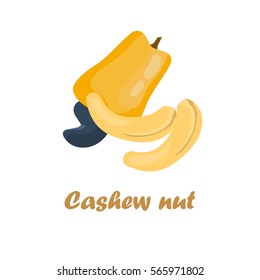 Cashews color icons in cartoon design