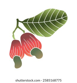 Cashews fruit nut color flat icon design hand drawn vector illustration organic food clipart for packaging  nutrition apps culinary websites