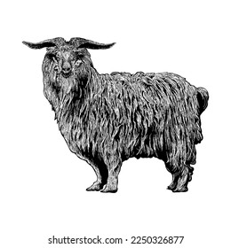 Cashmere Goat hand drawing vector isolated on white background.