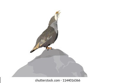 Caspian Snowcock, Tetraogallus caspius. Vector image. White background. 