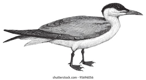 Caspian Tern (Hydroprogne caspia) / vintage illustration from Meyers Konversations-Lexikon 1897