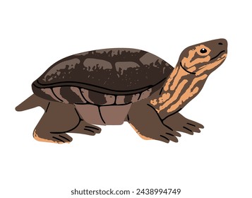 Caspian turtle, striped neck terrapin. Tortoise with patterned skin, shell. Exotic reptile, tropical fauna, terrarium animal. Cute amphibian. Flat isolated vector illustration on white background