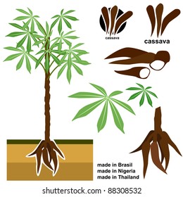 Cassava