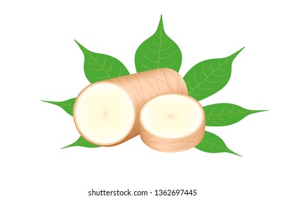 cassava fresh and leaf isolated on white background, raw cassava cut slice for tapioca flour industry or ethanol industry, pile yucca cassava tuber, raw manioc cassava in top view