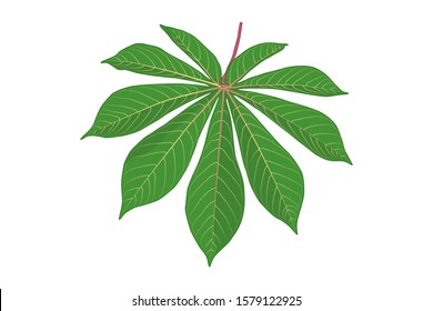 Cassava leaf isolated on white background. Green cassava leaf icon in flat style. Shape of tropical plant leaves. Tapioca. Exotic plant. Stock vector illustration. EPS 10
