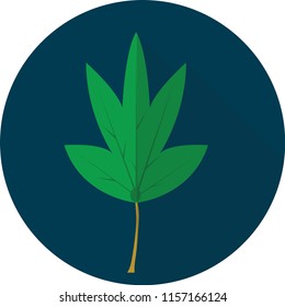 Cassava Leaves Icon Design