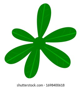 Cassava leaves vector . leaf illustration 