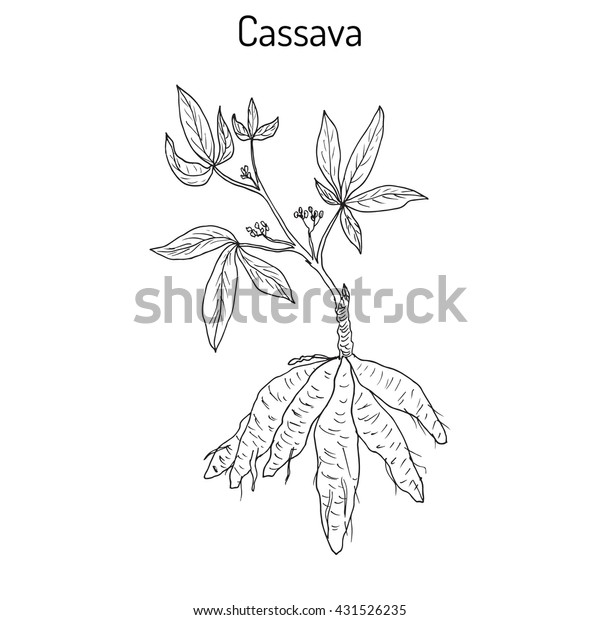 キャッサバ Manihot Esculenta ブラジルのアズラ マニオック タピオカ 葉と塊茎を持つ植物 手描きの植物ベクターイラスト のベクター画像素材 ロイヤリティフリー