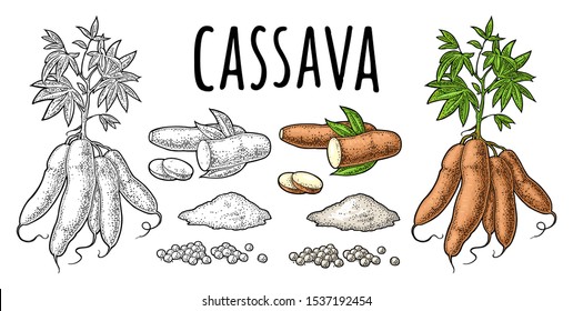 Cassava manioc plants with leaves, tuber, slice, tapioca ball, bunch of starch. Ingredients for bubble milk tea. Vector color vintage engraving illustration. Isolated on white background.