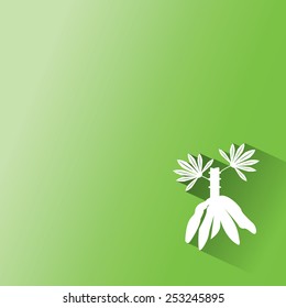 cassava on green background