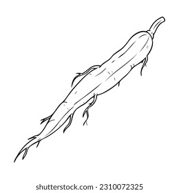 ilustración vectorial de esquema de yuca, aislada en fondo blanco, vista superior