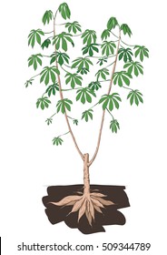 cassava plant color art brush 
