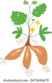 Cassava plant featuring green leaves, yellow flowers, brown tuberous roots. Botanical illustration highlighting root structure. Isolated white background design, educational resource. Cassava root