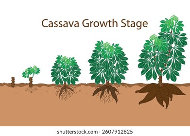 Cassava Plant Growth Stages Diagram – Root Development and Leaf Progression