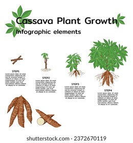 El crecimiento de la planta de yuca estadió elementos infográficos. Ilustración del ciclo de crecimiento de la planta de yuca sobre fondo blanco. 