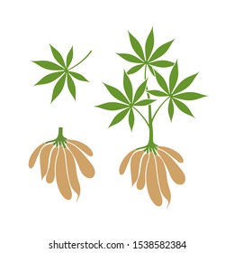 Cassava plant. Isolated cassava on white background