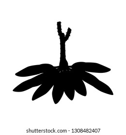 Cassava silhouette vector