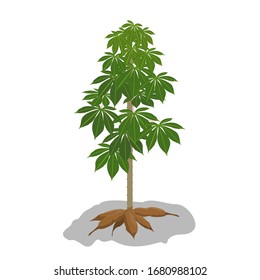 Cassava or the structure of natural cassava plants. Roots exposed on the ground. Vector illustration.
