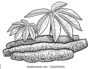 Cassava, tapioca illustration, drawing, engraving, ink, line art, vector