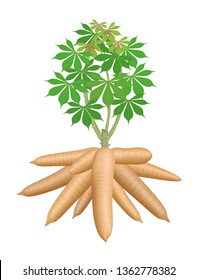 cassava tree plant, big cassava rhizomes isolated on white background, manioc cassava roots underground plants, cassava plantation, tapioca for flour industry or ethanol industry, tapioca plant nature