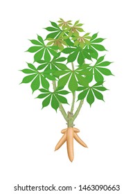 cassava tree plant, cassava rhizomes isolated on white background, manioc cassava roots underground plants, cassava plantation, tapioca for flour industry or ethanol industry, tapioca plant nature