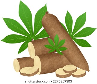 Cassava-Baumpflanze, Cassava-Rhizome einzeln auf weißem Hintergrund, Maniok-Cassava-Wurzeln unterirdische Pflanzen, Cassava-Plantage, Vektorgrafik