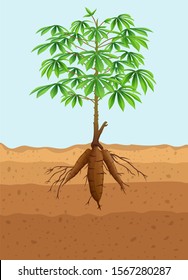 Cassava Tree Plant With Roots