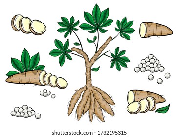 Cassava tree plant with roots (Manihot esculenta). Set vector. 
Yuca. Tapioca. Maravalli. Mandioca. 
Fresh food, slices, pearls, rhizomes isolated on white background, tapioca for flour industry