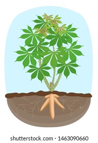 cassava tree plant, tapioca underground root, cassava rhizomes isolated on white background, manioc cassava roots underground plants, cassava plantation, tapioca for flour industry or ethanol industry