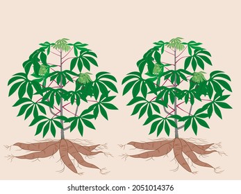 Cassava to use as a source of carbohydrate starch. vector