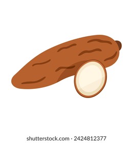 Cassava vector illustration. Whole and cut vegetable on white background.