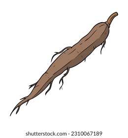 cassava vector illustration,isolated on white background,top view