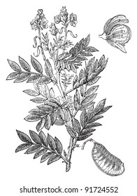 Cassia Acutifolia (Medicinal plant) - Vintage illustration from Meyers Konversations-Lexikon 1897