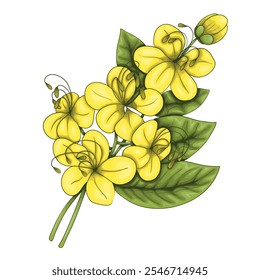 Cassia. A base note in perfumery. Plant aromatic oil used to make perfumes.