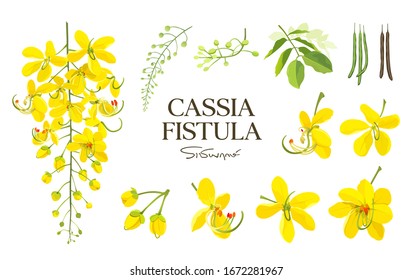 Cassia Fistula flower, national flower of thailand, beautiful Yellow collections on white background, vector illustration