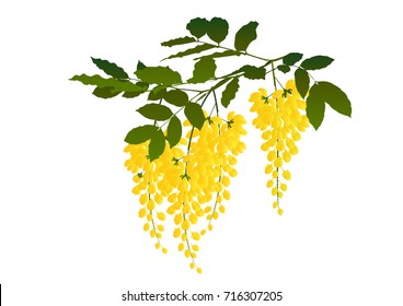 Cassia fistula flower,Blossoming acacia with leaf isolated on white background, Acacia flowers, Ratchaphruek 