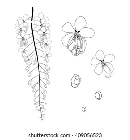 Cassia Fistula - Gloden Shower Flower Vector Illustration