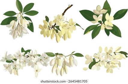 Árvore dourada do chuveiro da fístula de cássia com coleção de arbustos Pieris japonica, recorte isolado, perspectiva frontal, ilustração vetorial, jardinagem ornamental, floração tropical, folhagem evergreen