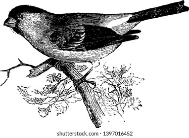 Cassin Bullfinch with a white patch greater wing coverts tipped vintage line drawing or engraving illustration.