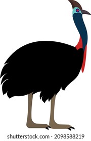 Cassowary Animal Bird Vector Illustration